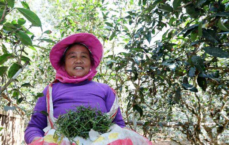 景迈山春日寻宝：“螃蟹脚”来啦