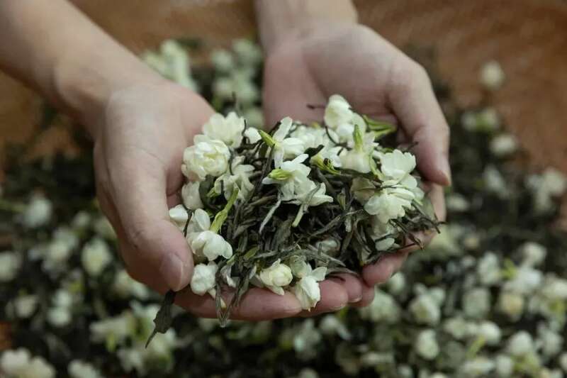 传统工艺耗时耗力，茉莉花茶窨制如何焕发新生？