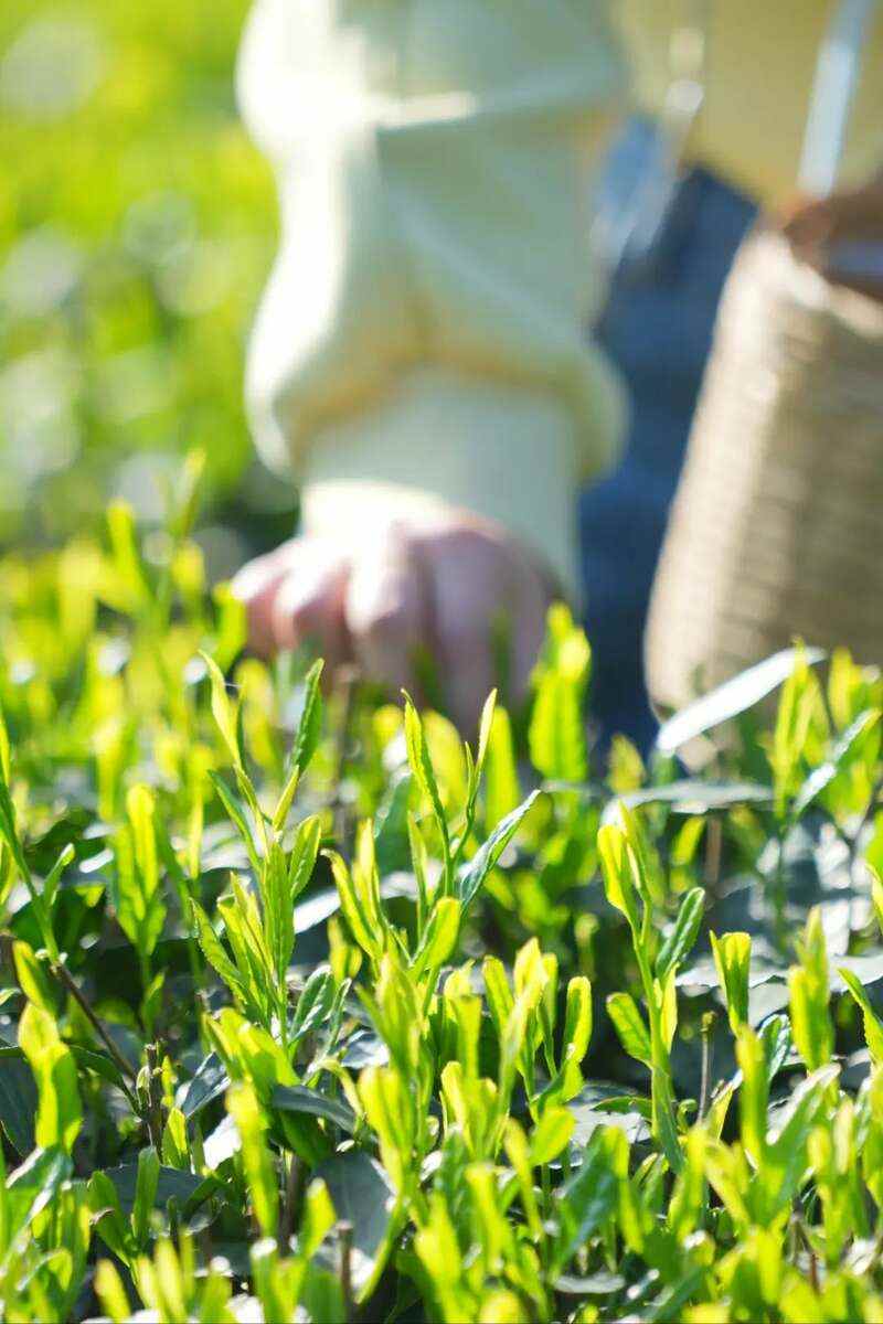 来不来雅安喝茶？回答我！