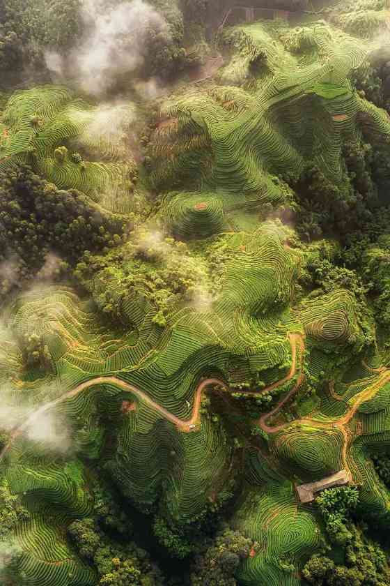 来不来雅安喝茶？回答我！