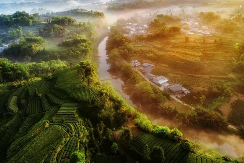 来不来雅安喝茶？回答我！