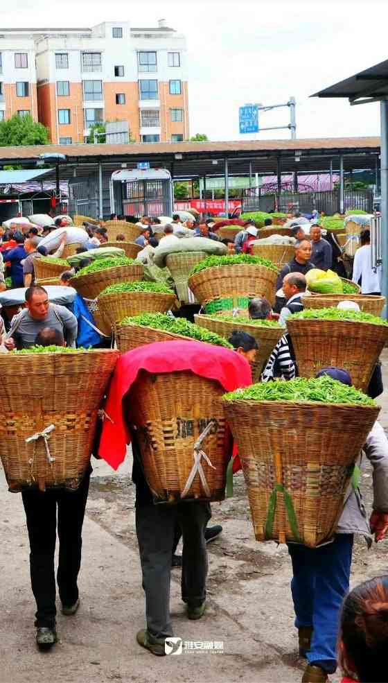 来不来雅安喝茶？回答我！