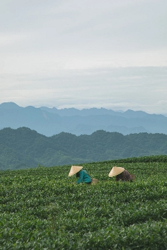 来不来雅安喝茶？回答我！