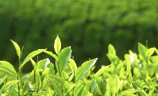 来不来雅安喝茶？回答我！