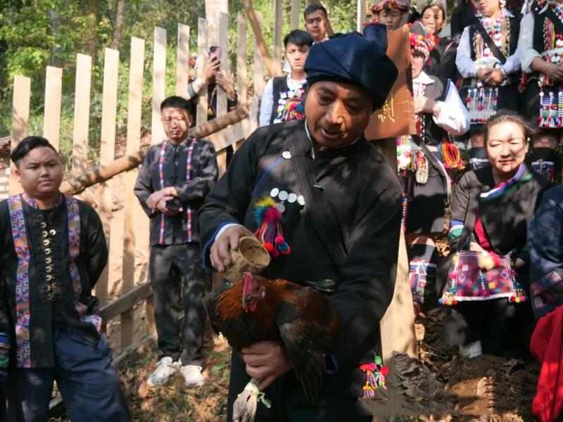 全球古茶第一村南糯山800多年茶王开采仪式：探寻千年古茶魅力，共赴春日茶韵之约