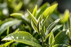 茶树品种与茶叶品质的适制性关系解析