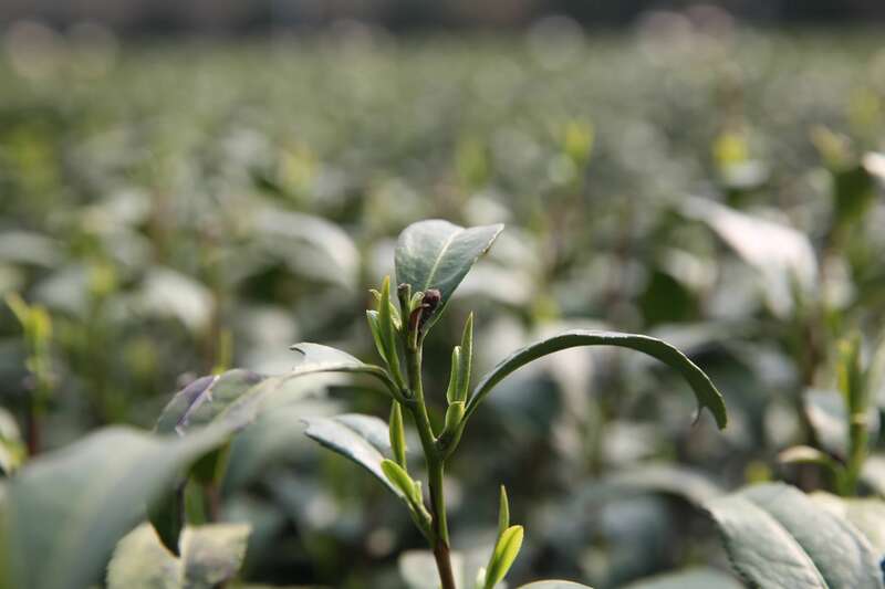 农业农村部发布2025年春茶生产技术指导意见