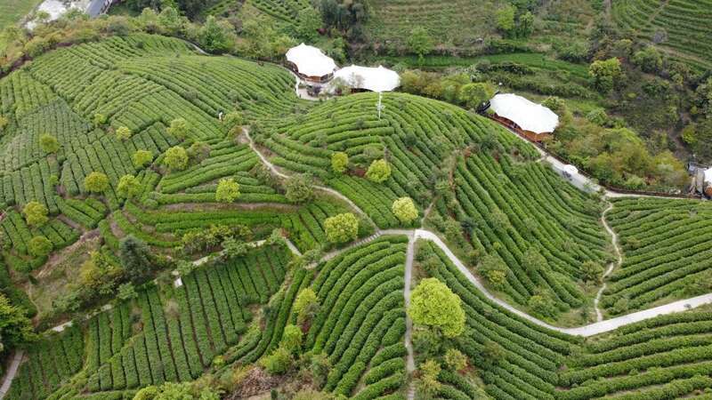 黄茶加工工艺及功效研究进展