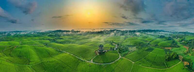湄潭：贵州高原上的茶叶奇迹