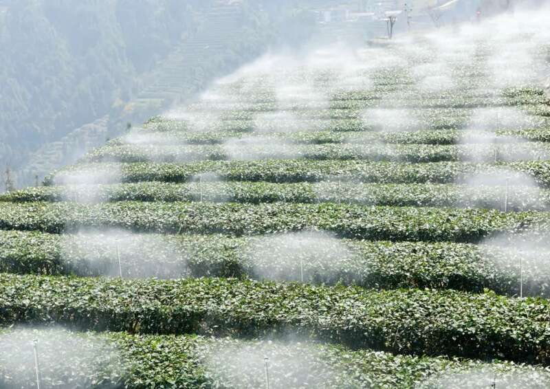 全国独一份！恩施市成为“蒸青茶传承保护核心区”！