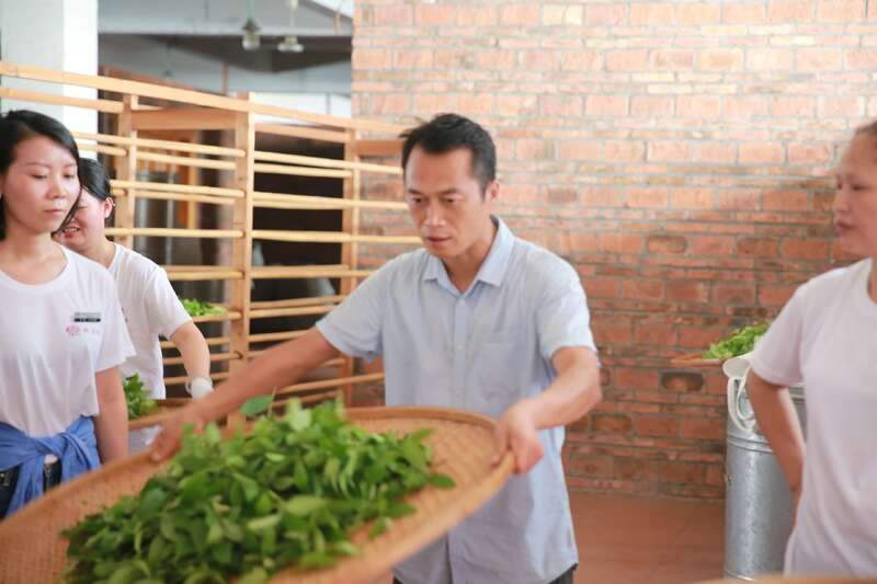 武夷岩茶的品质及加工技术研究进展