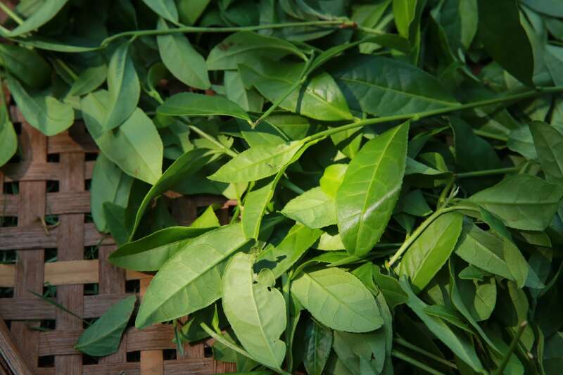 武夷岩茶的品质及加工技术研究进展