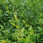 湖南张家界特色茶莓茶品质与品饮指南