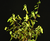 春茶减产，茶园春旱应对攻略！