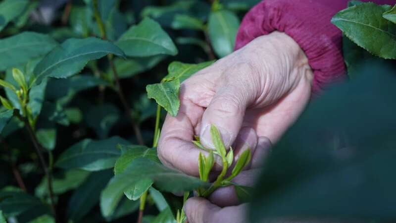 名优茶机采关键技术及其装备研究现状和发展趋势