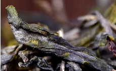 冰岛五寨之一： 2025年冰岛坝歪老寨 台地春茶