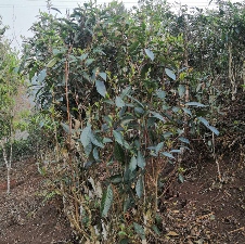 易武茶区落水洞的台地茶之谜