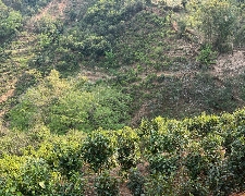 冰岛五寨之一： 2025年冰岛坝歪老寨 台地春茶