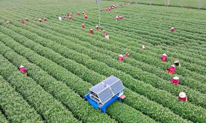 名优茶机采关键技术及其装备研究现状和发展趋势