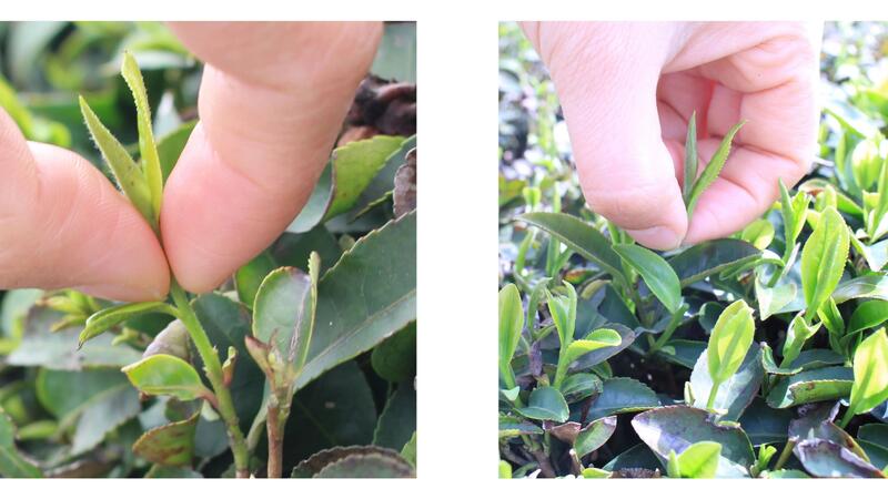 名优茶机采关键技术及其装备研究现状和发展趋势