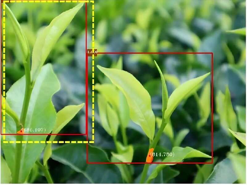名优茶机采关键技术及其装备研究现状和发展趋势