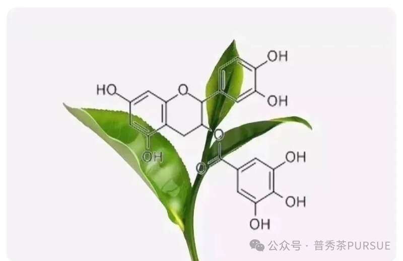 茶理研究  普洱茶越陈越香的秘密