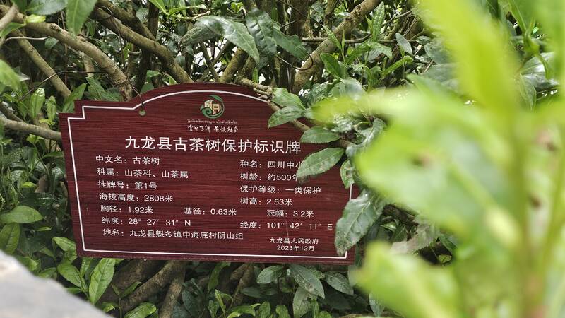 中国海拔最高的茶园