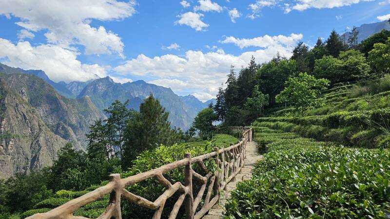 中国海拔最高的茶园