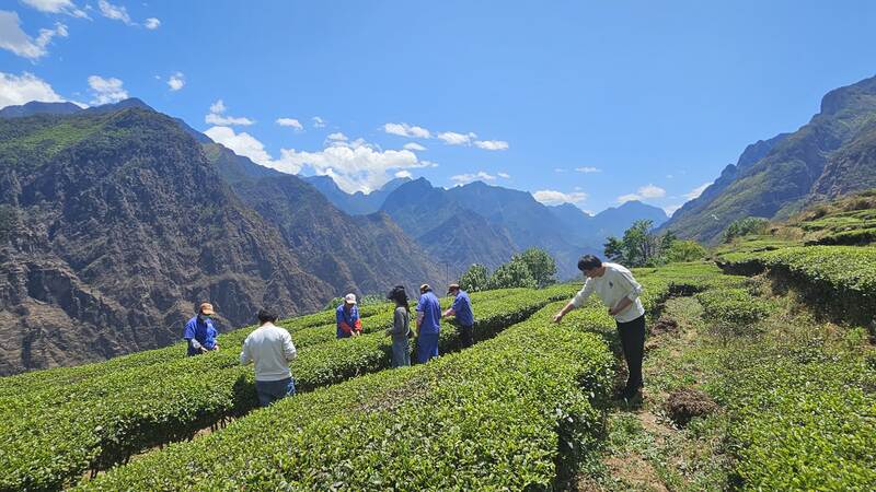 中国海拔最高的茶园