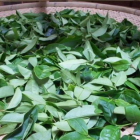 闽南水仙茶品质解析：香气醇厚口感独特