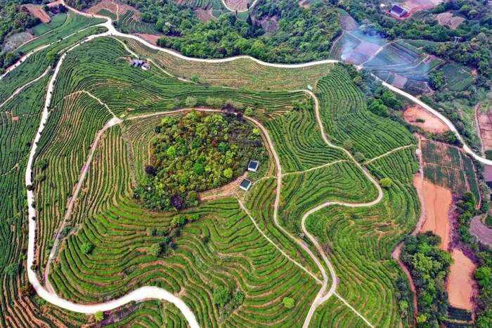 有机茶VS常规茶 白毫银针和白牡丹滋味化学特征解析