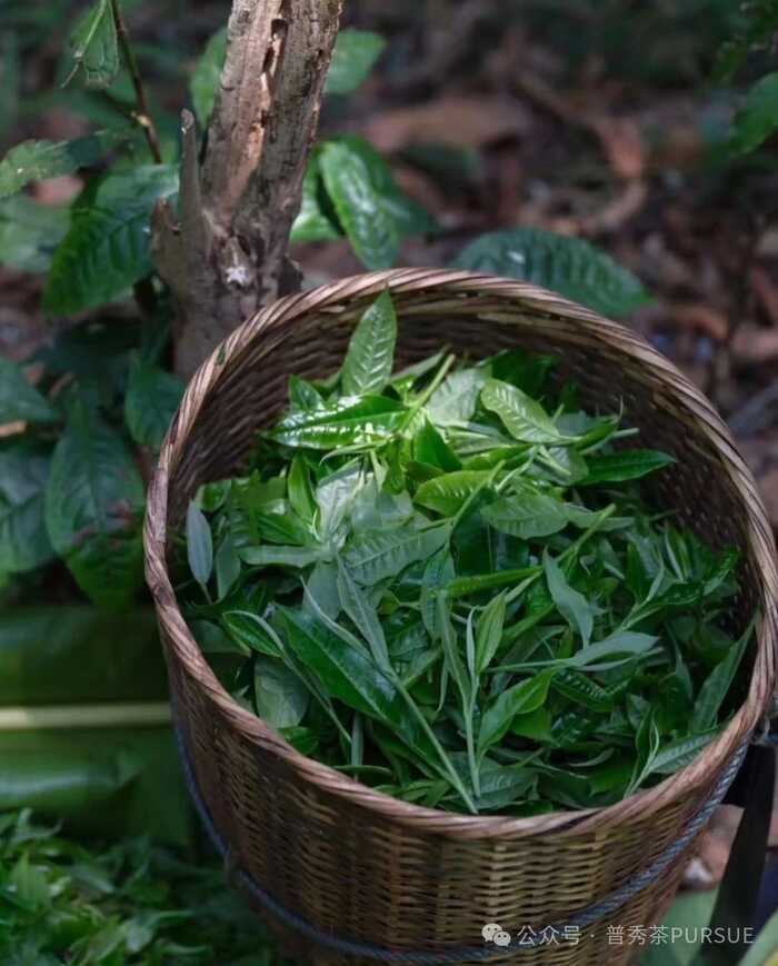 晒红茶的保质期