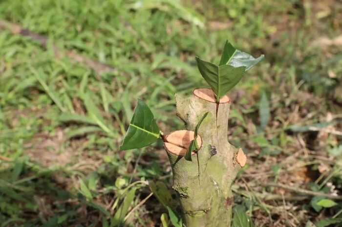 低产低效茶园改造技术研究