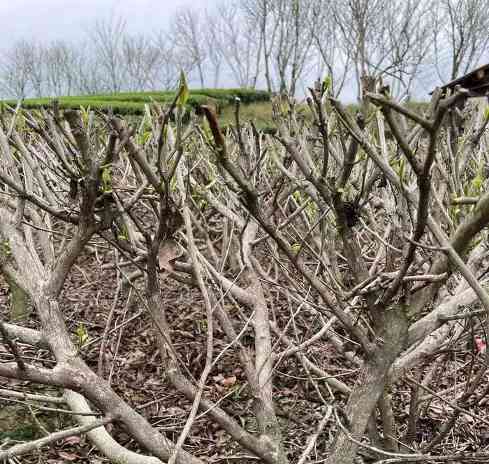 低产低效茶园改造技术研究