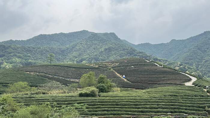 低产低效茶园改造技术研究