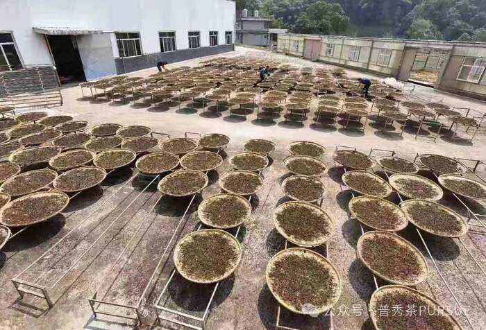  闻茶香识年份，真的？假的？
