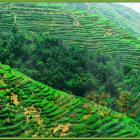 安溪色种：乌龙茶的品质特点与品饮指南