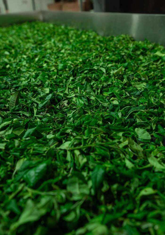 茶叶“摊晾”和“萎凋”常被混淆？今天 彻底理清!