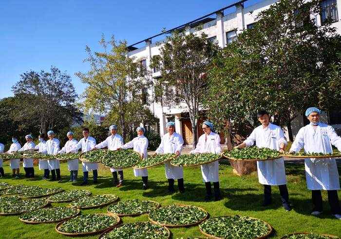 2024年我国乌龙茶品质与加工技术研究进展