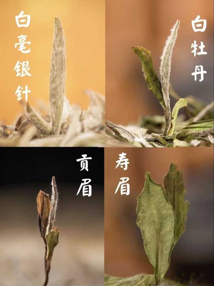 白茶压饼：不只是简单“压一压”