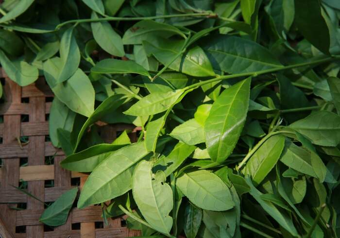 2024年我国乌龙茶品质与加工技术研究进展