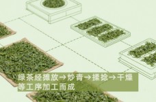 中国各类绿茶加工工艺及品质特征