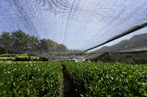 农业农村部发布2025年夏秋季茶园生产管理及防灾减灾技术指导意见