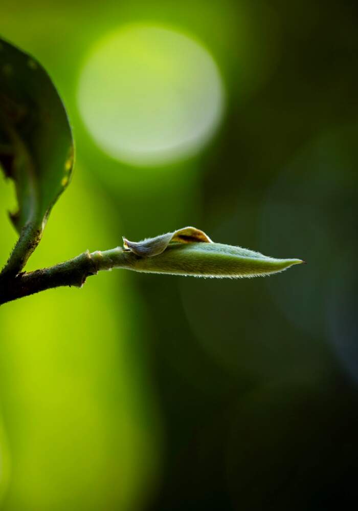 茶叶上的小绒毛，大有来头!