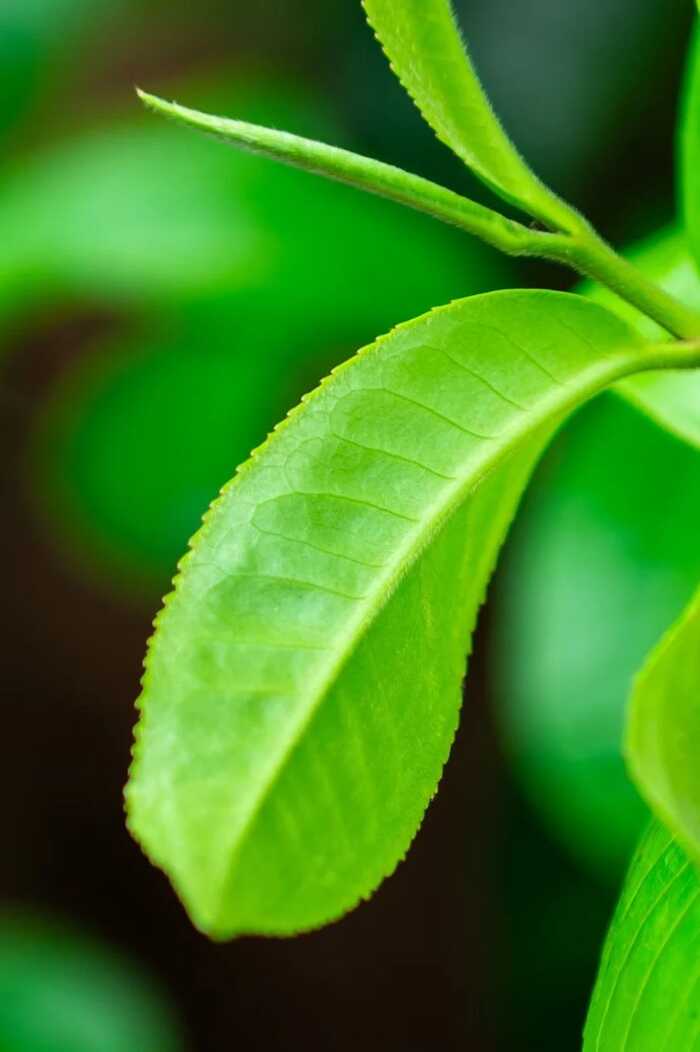 茶叶上的小绒毛，大有来头!