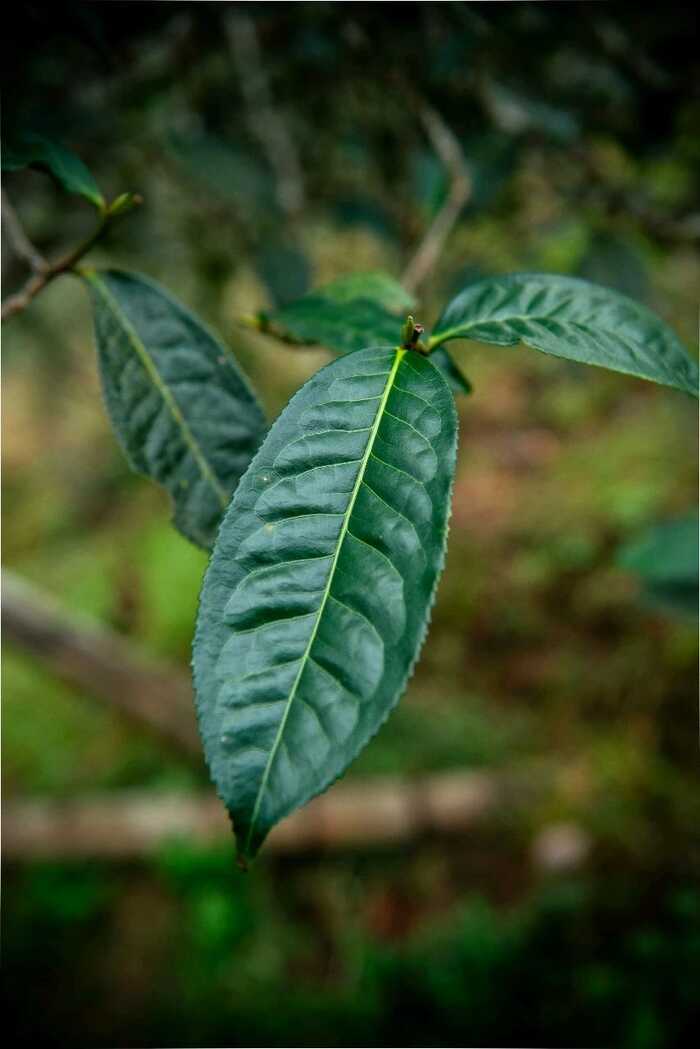 为什么普洱茶越喝到后面越涩？