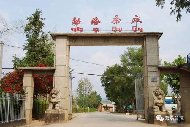 大益首批金色韵象，大益2005生茶三大金刚之一！200克小绿金开汤