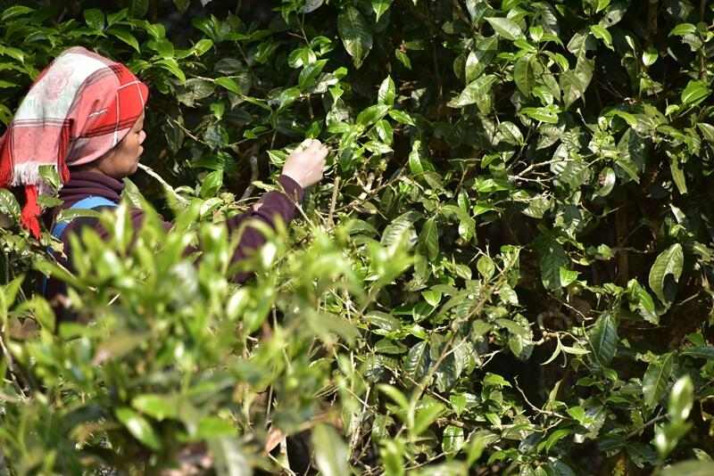 老班章红利消退 茶商宣发成本剧增 brand_alt_mark