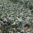 金萱乌龙茶：阿里山优质乌龙茶的品质与冲泡指南