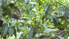 双江直播平台助力茶产业融合发展助农增收 brand_alt_mark